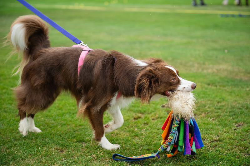 Wild-Tug Wattle Ultra Fluff Sheepskin Bungee Tug Toy with Padded Handle