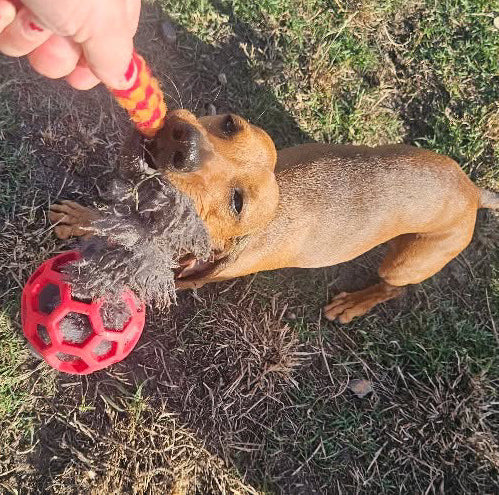 Zoom and Play Sheepskin Tug Ball