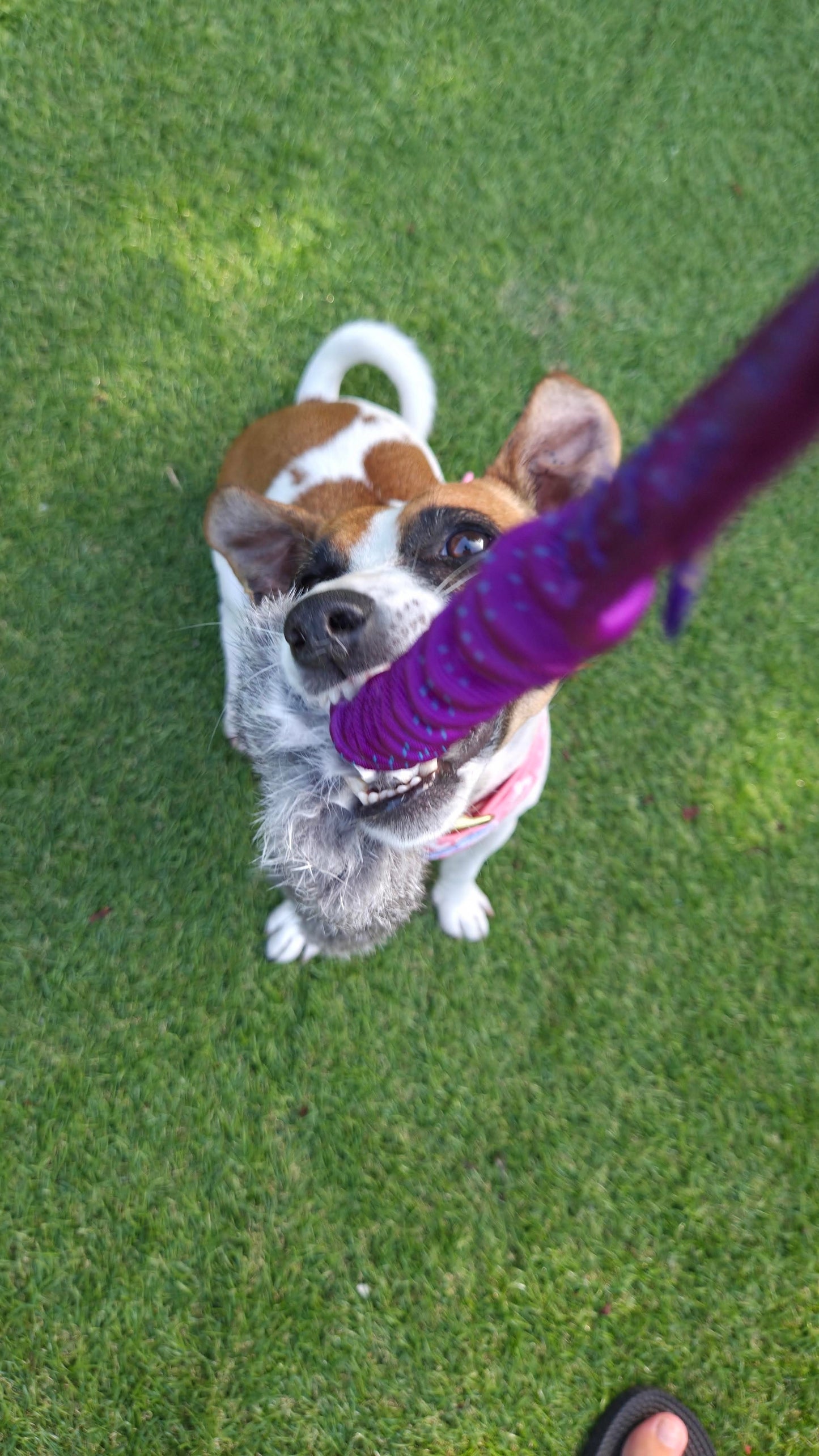 Wild-Tug Rabbit Bungee Tug Toy | The Ultimate High-Motivation Training Reward