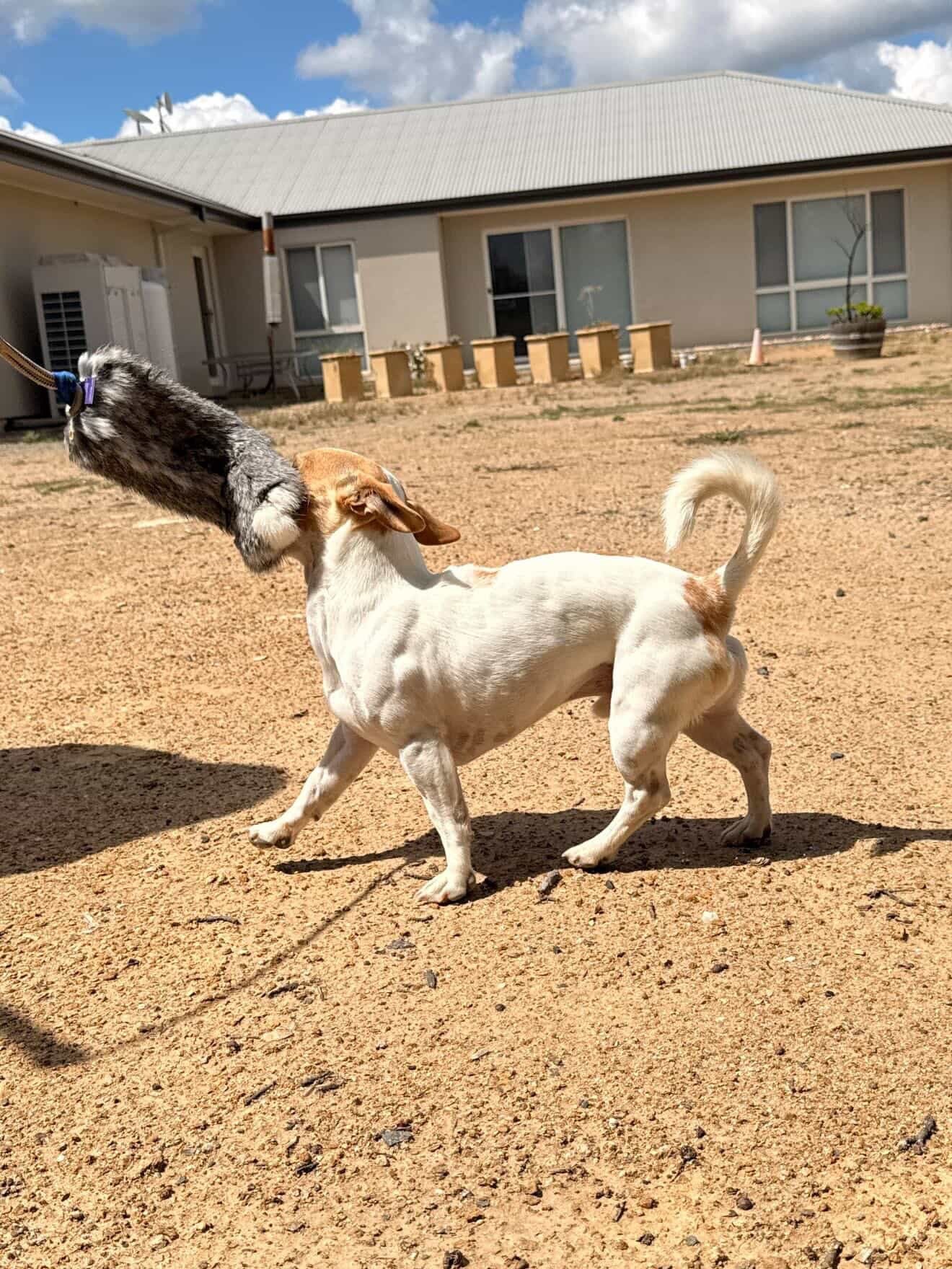 Rabbit Fur Flirt Pole Attachment | Natural Dog Training Lure