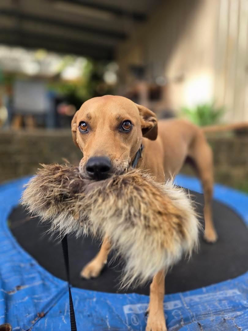 Wild-Tug Fox Fur Flirt Pole Attachment