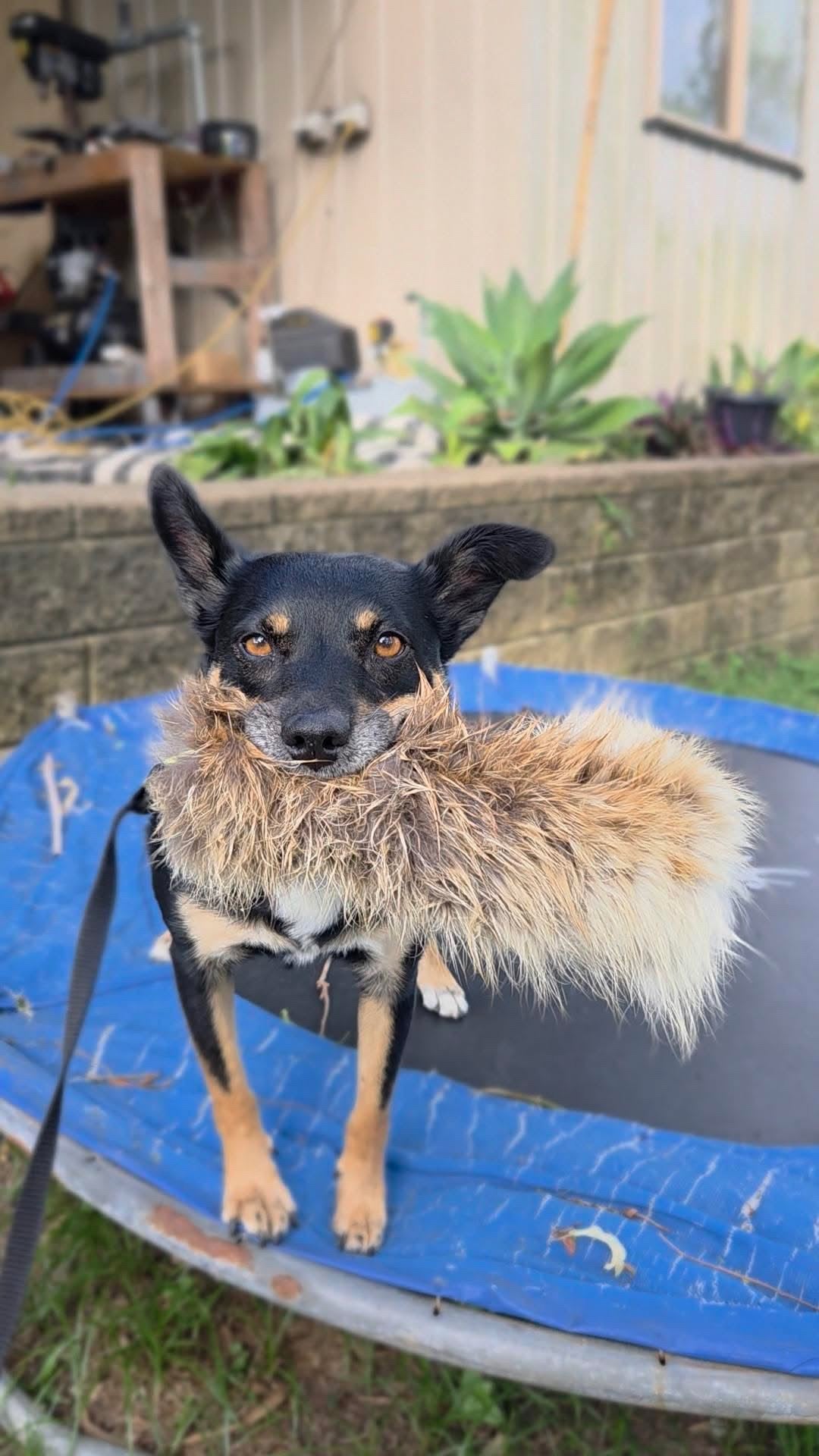 Wild-Tug Fox Fur Flirt Pole Attachment
