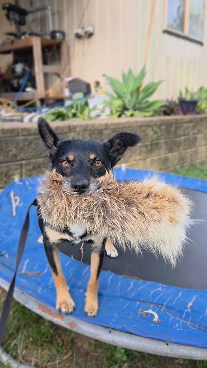 Wild-Tug Fox Fur Flirt Pole Attachment