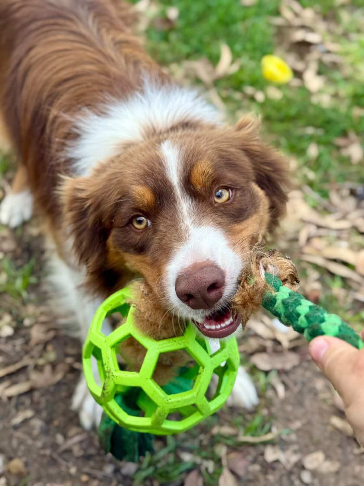 Zoom and Play Sheepskin Tug Ball