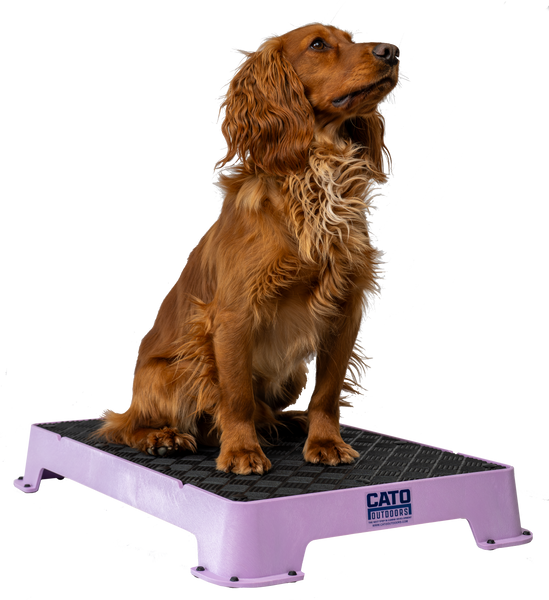 spaniel on Cato Board Dog Training Platform.