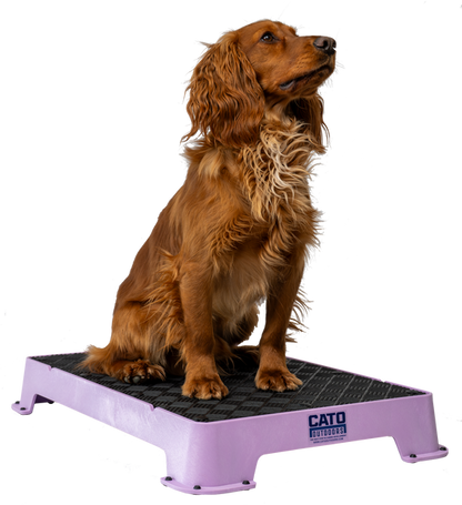 spaniel on Cato Board Dog Training Platform.