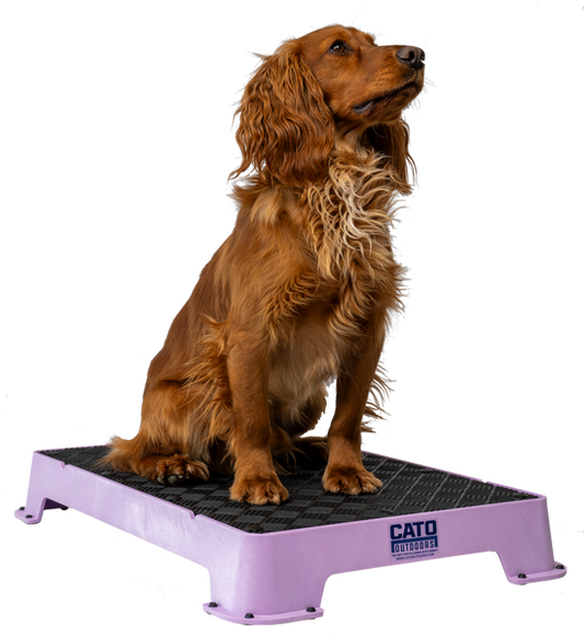 spaniel on Cato Board Dog Training Platform.