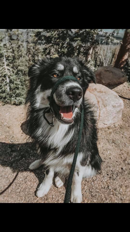 Wildhunde No-Pull K9 Lifeline Transitional Leash