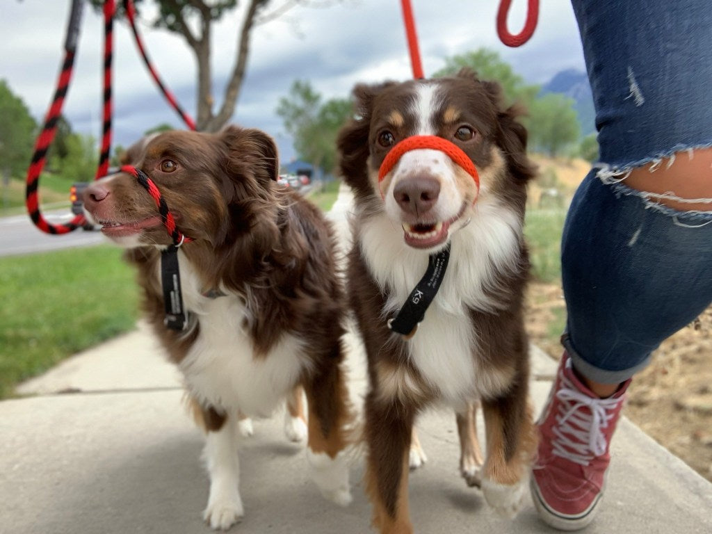 Wildhunde No-Pull K9 Lifeline Transitional Leash