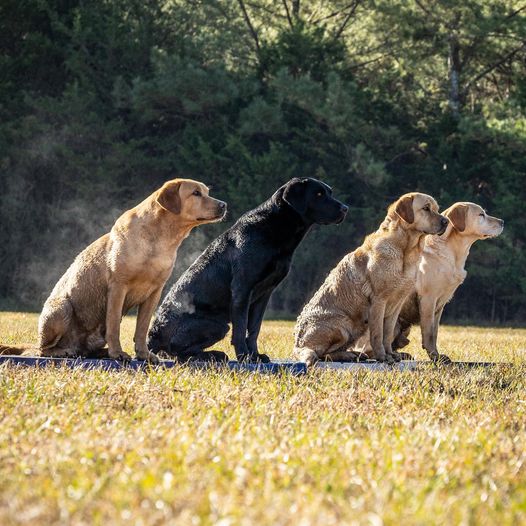 Cato Board Dog Training Place Board