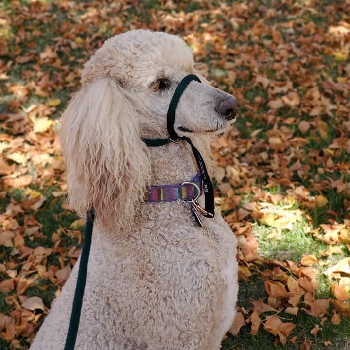 Wildhunde No-Pull K9 Lifeline Transitional Leash