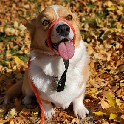 Wildhunde No-Pull K9 Lifeline Transitional Leash