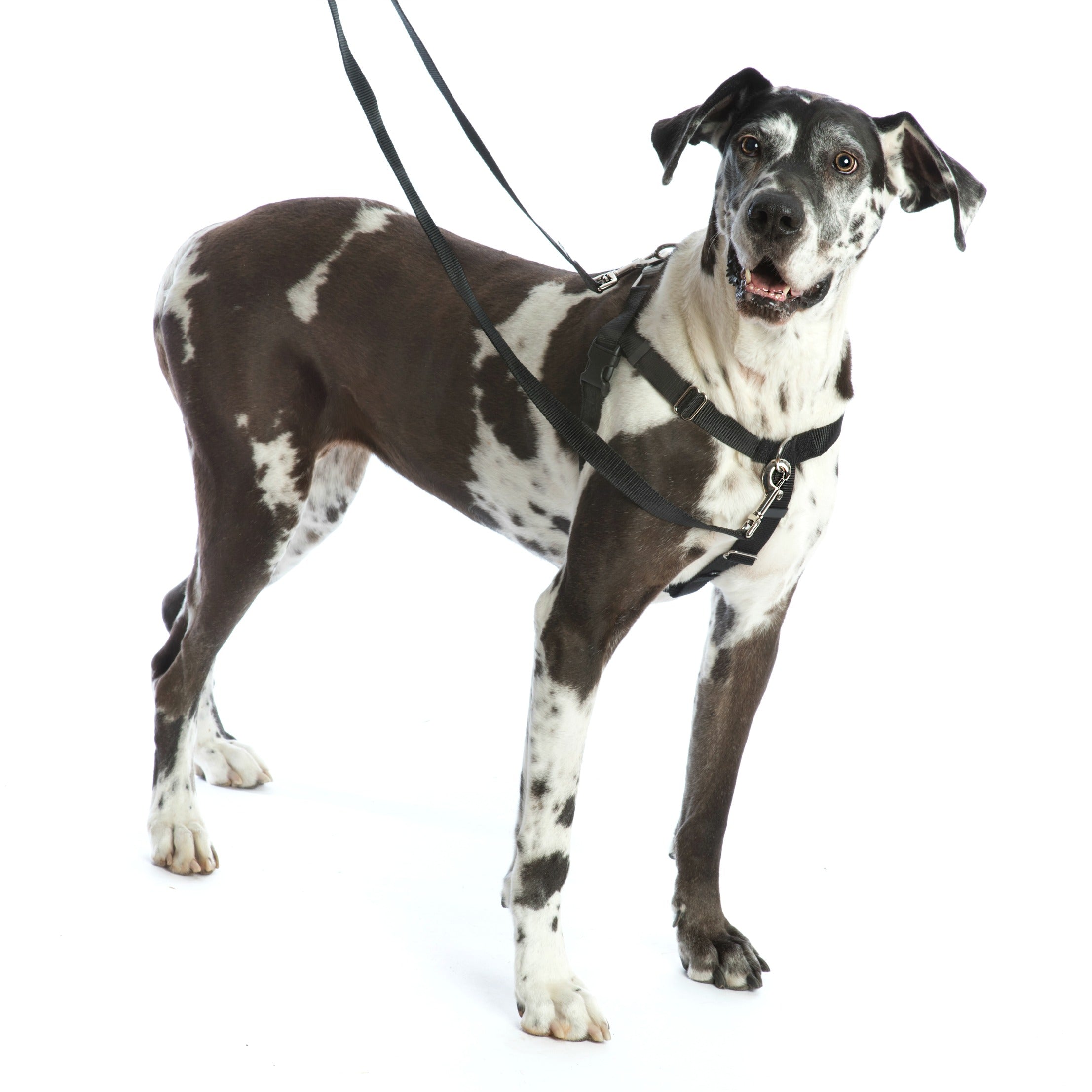 2 Hounds Freedom No Pull Dog Harness