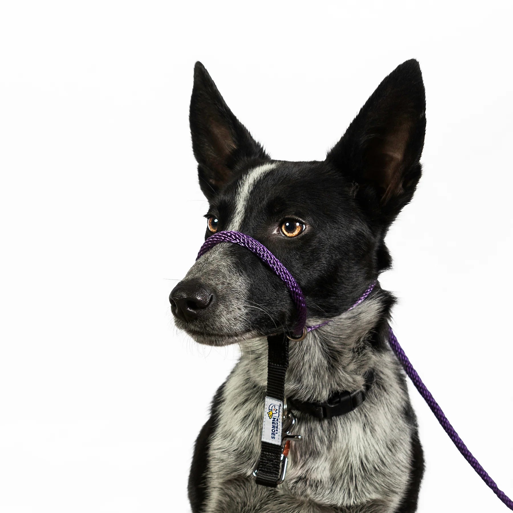 Transitional top dog leash