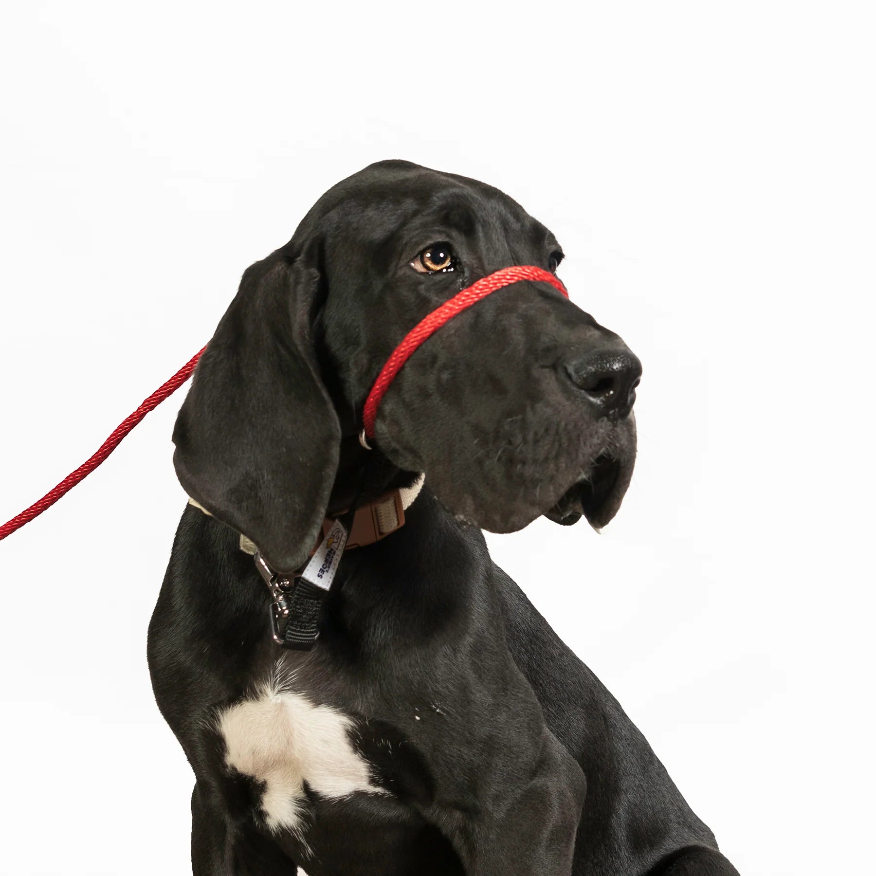 K9 best sale lifeline leash