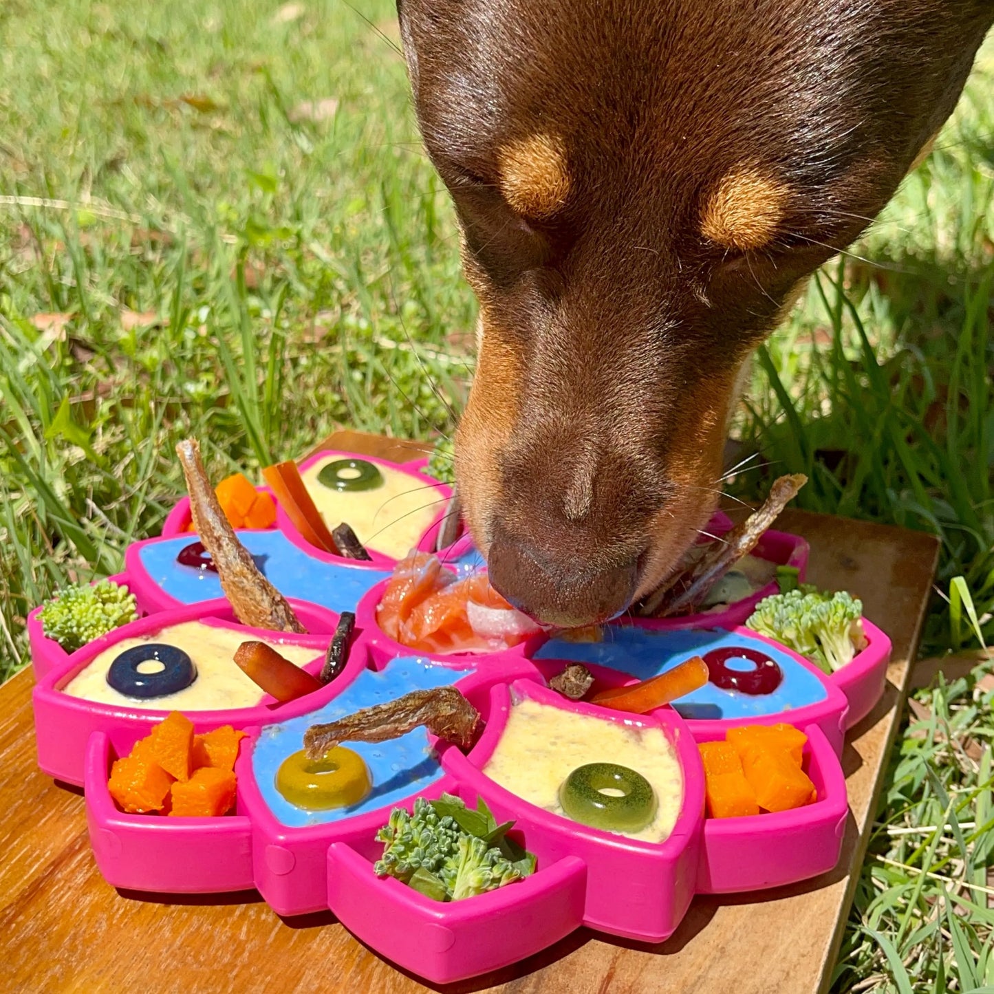 SodaPup Mandala Enrichment Tray