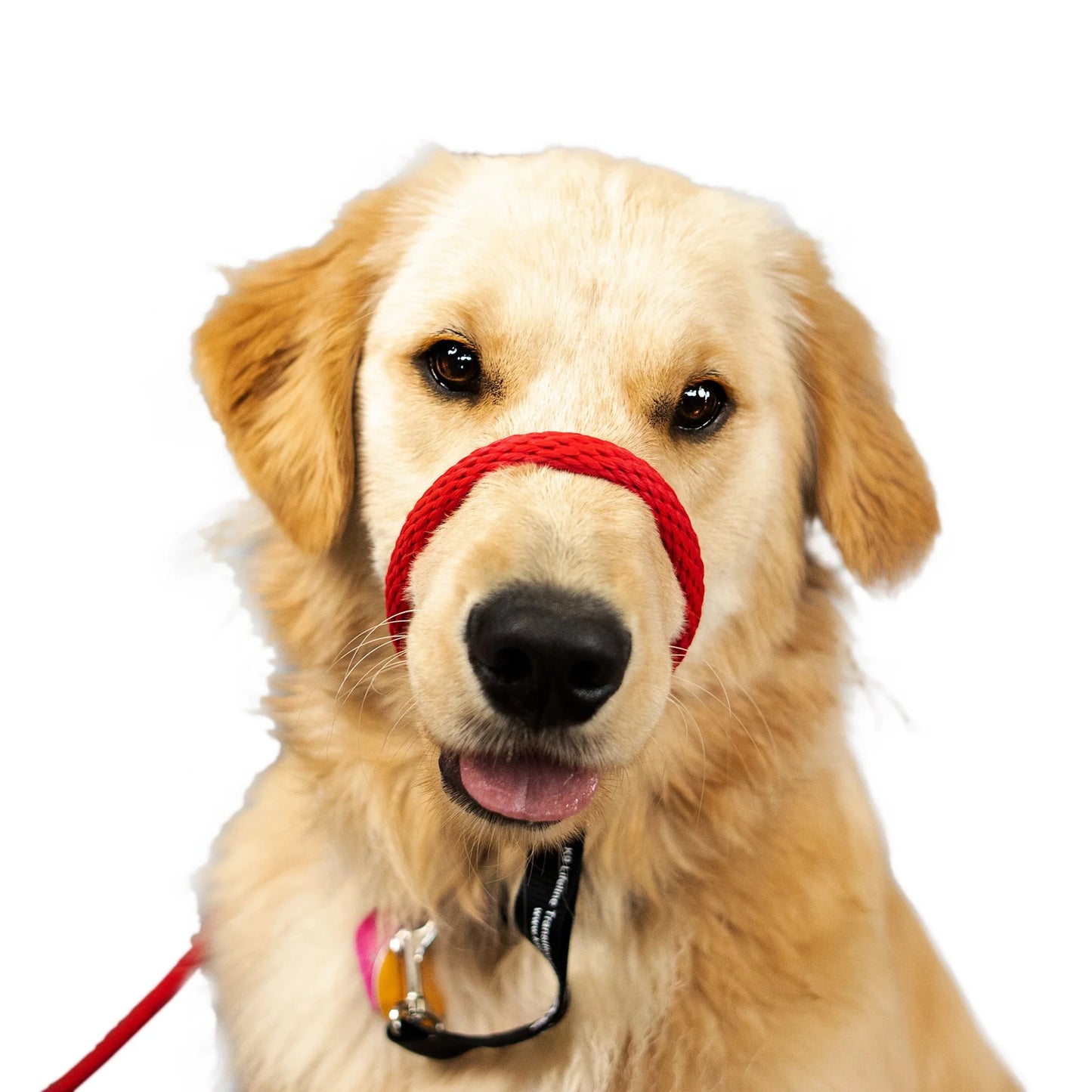 Wildhunde No-Pull K9 Lifeline Transitional Leash