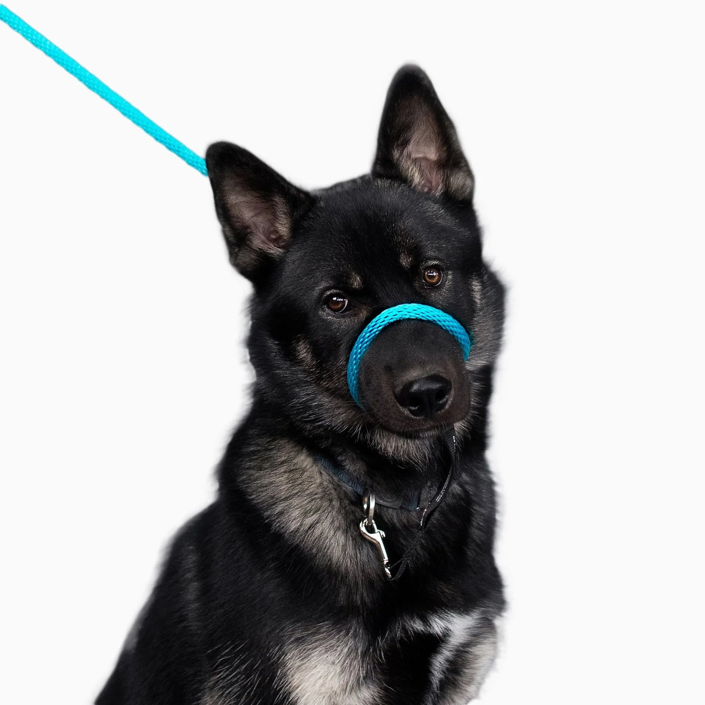 Wildhunde No-Pull K9 Lifeline Transitional Leash
