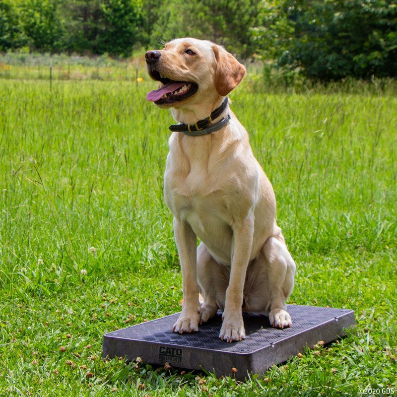 Cato Board Dog Training Place Board