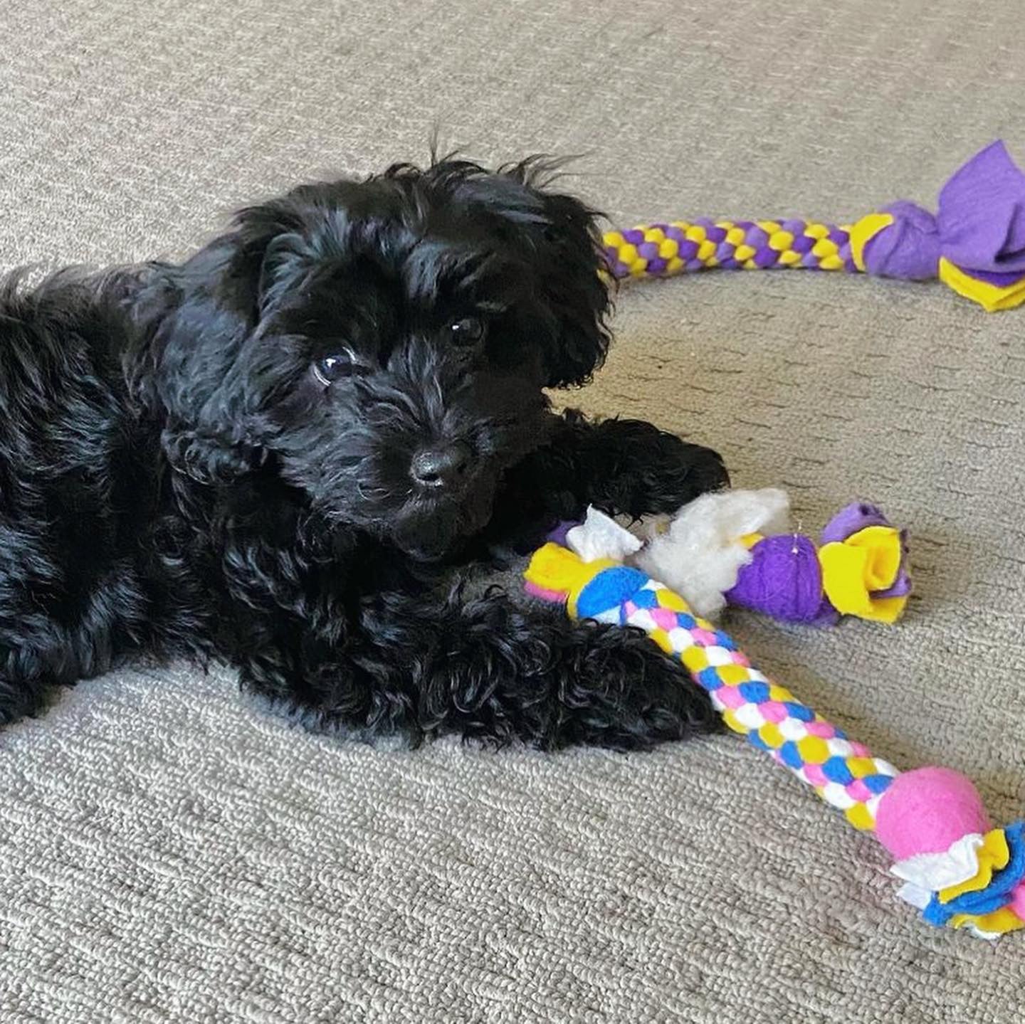 Zoom and Chase Sheepskin Tug