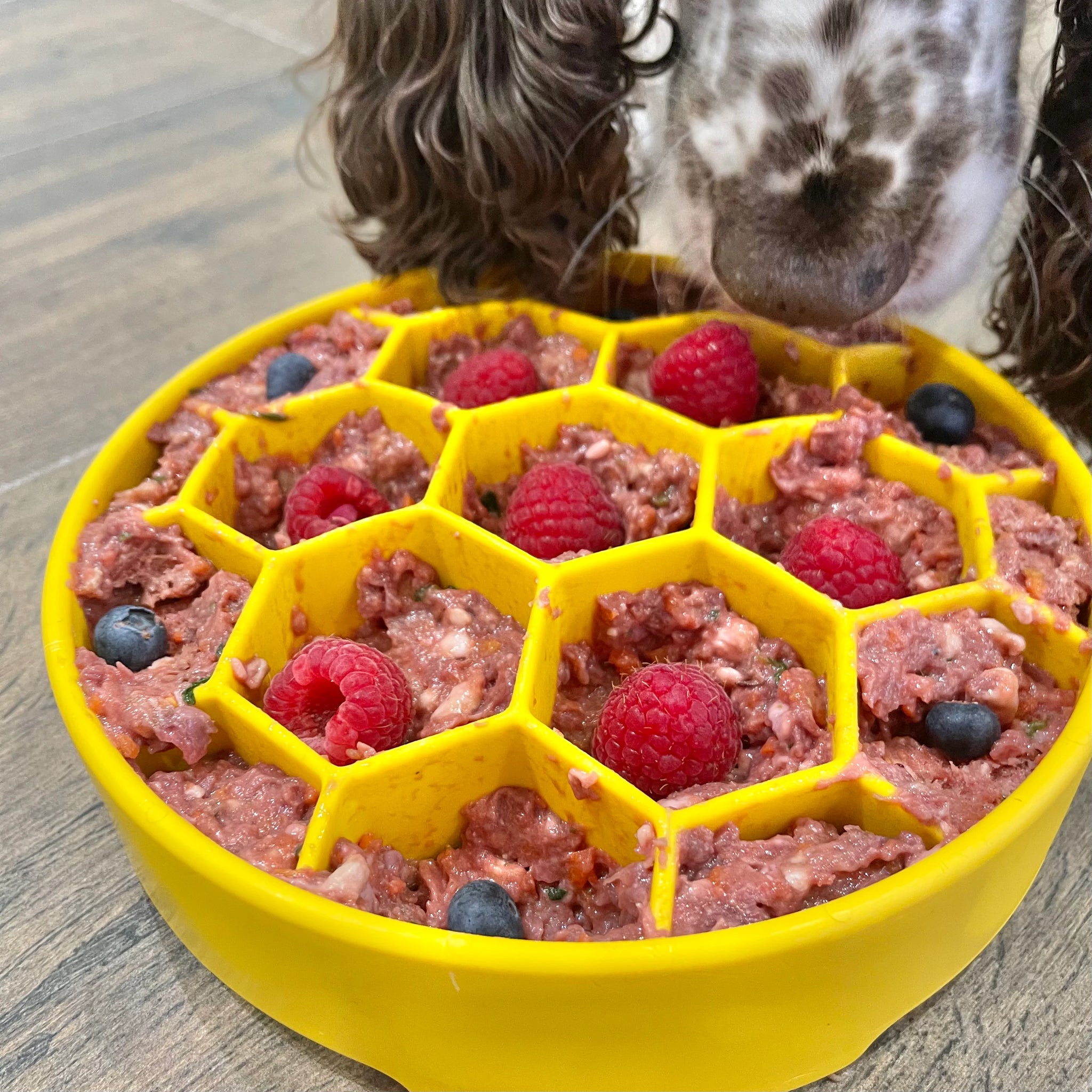 Sodapup Honeycomb Enrichment Bowl – Wildhunde