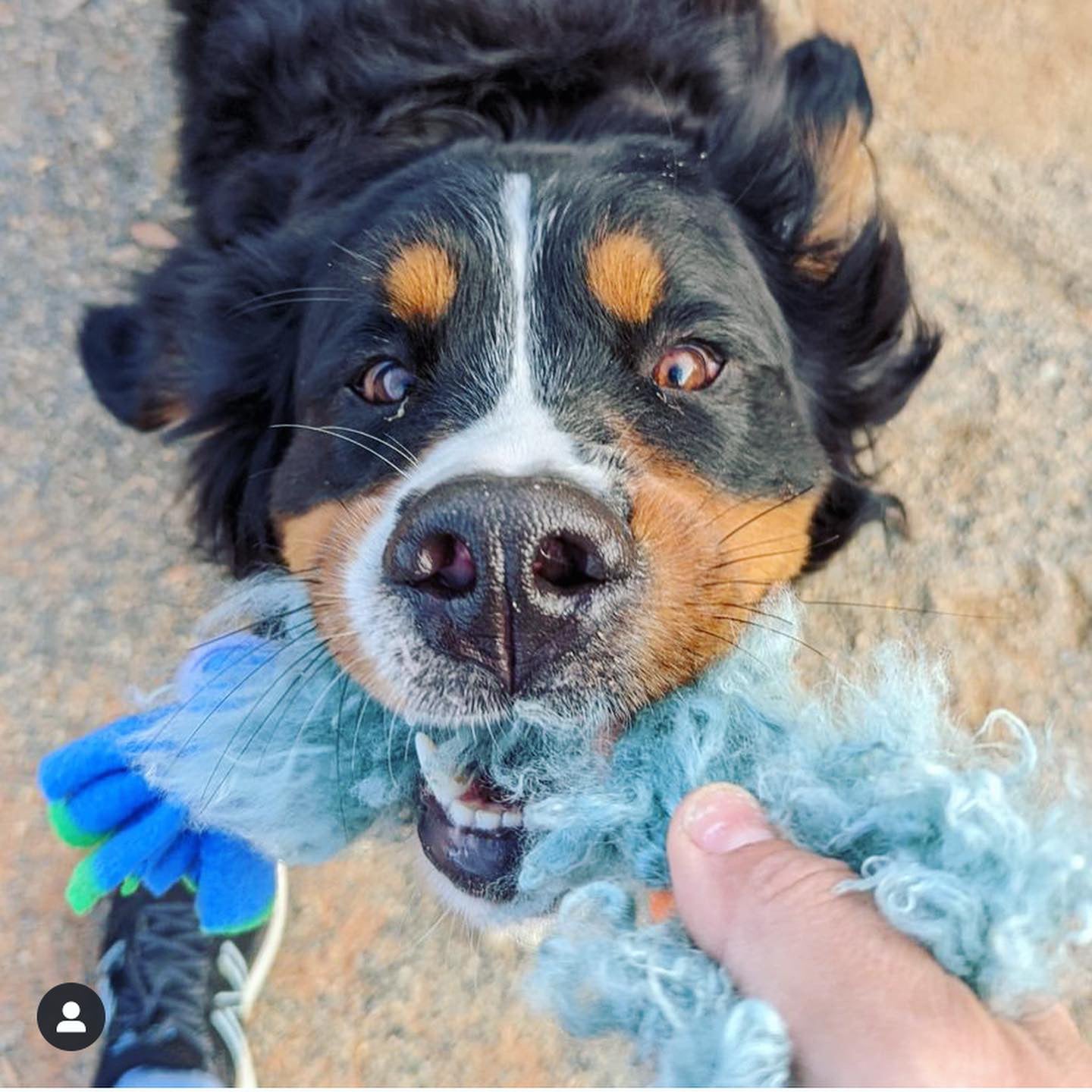 Zoom and Chase Sheepskin Tug